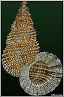 Chondropoma presasianum (Gundlach, 1863)