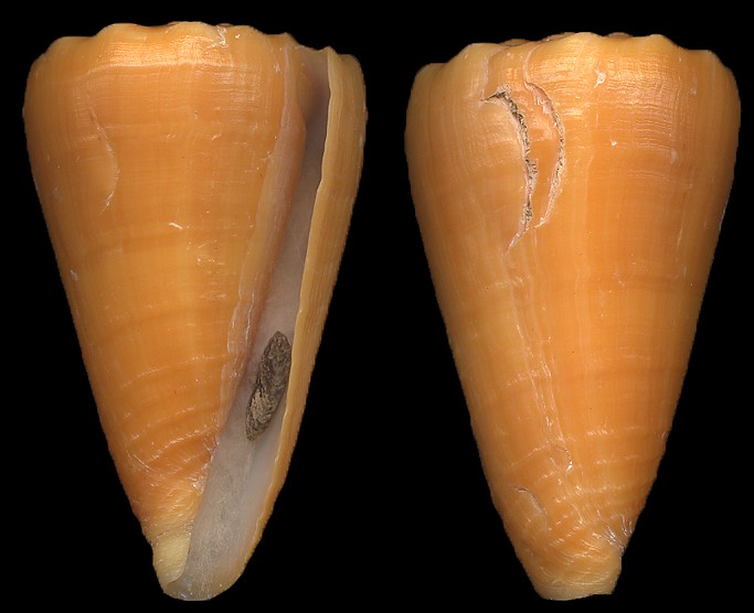 Conus princeps Linnaeus, 1758