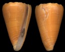 Conus princeps Linnaeus, 1758