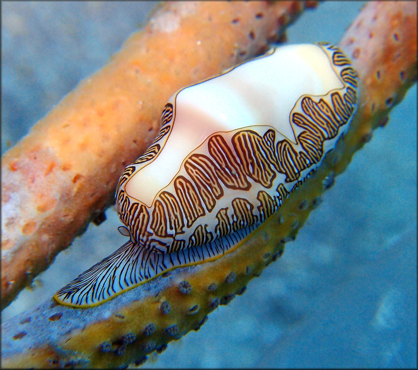 Cyphoma signatum Pilsbry and McGinty, 1939 Fingerprint Cyphoma