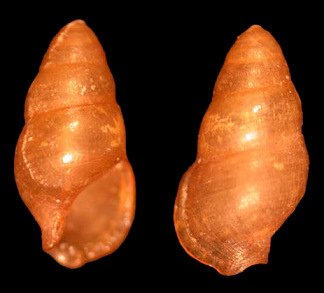 Cymatium (Monoplex) martinianum (d' Orbigny, 1847) Protoconch