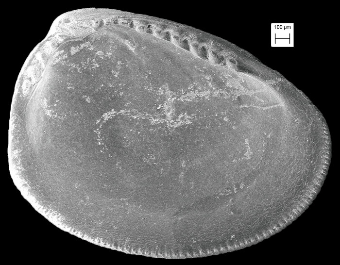 Nucula proxima Say, 1822 Atlantic Nutclam