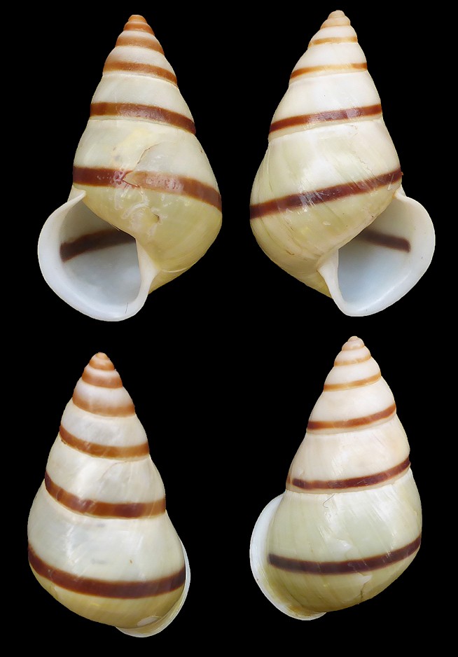 Aegistohadra dautzenbergi (Fulton, 1899)