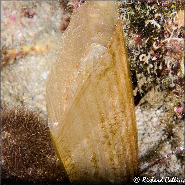 Pinna species