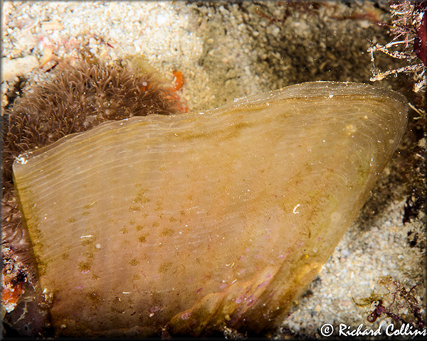 Pinna species