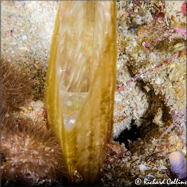 Pinna species