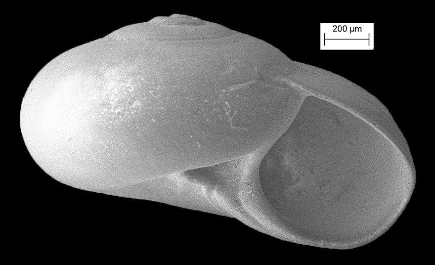 Vitrinella pseudoaristata Rubio, Fernndez-Garcs and Roln, 2011