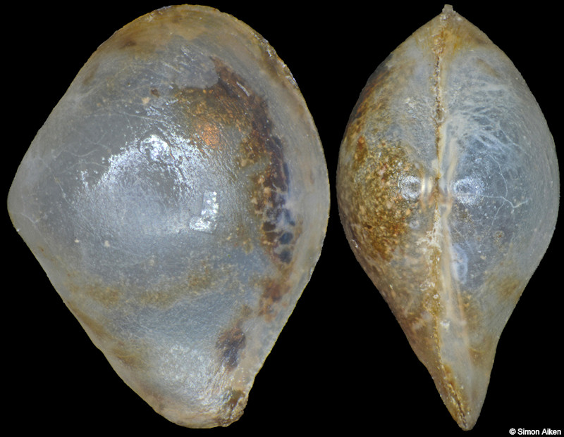 Pseudoneaera semipellucida (Kuroda, 1948)