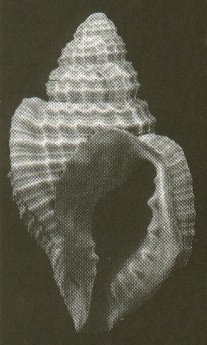 Distorsionella pseudaphera Beu, 1998