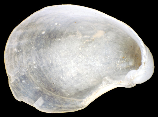 Aplysia parvula Mørch, 1863 Pygmy Seahare Intrnal Shell