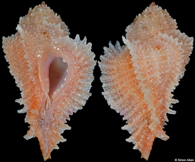 Pterynotus bibbeyi (Radwin and d’Attilio, 1976)