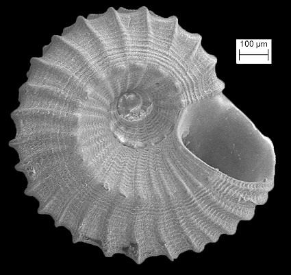 Cyclostremiscus euglyptus Aguayo and Borro, 1946