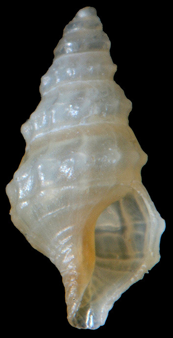 Nannodiella vespuciana (d’Orbigny, 1847) Vespucci’s Dwarf-turris Juvenile