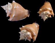 Strombus pugilis Linnaeus, 1758 West Indian Fighting Conch