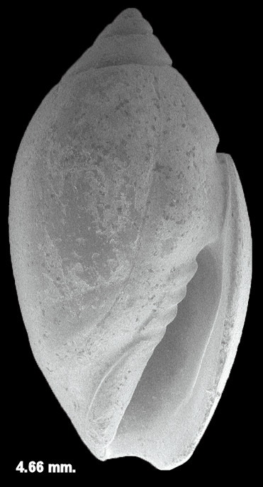 Olivella species cf. O. pugilis Olsson and Harbison, 1953 Fossil