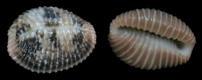 Pusula pullata (G. B. Sowerby II, 1870)