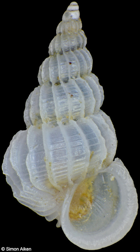 Epitonium pulcherrimum (G. B. Sowerby I, 1844)