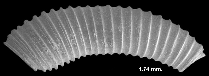 Caecum cinctum Olsson and Harbison, 1953