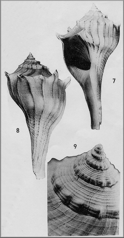 Busycon pulleyi Hollister, 1958 Holotype