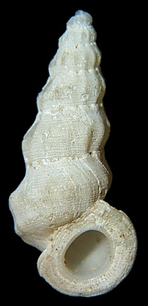 Opalia pumilio (Mrch, 1874)