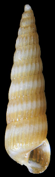 Turbonilla (Chemnitzia) puncta (C. B. Adams, 1850)