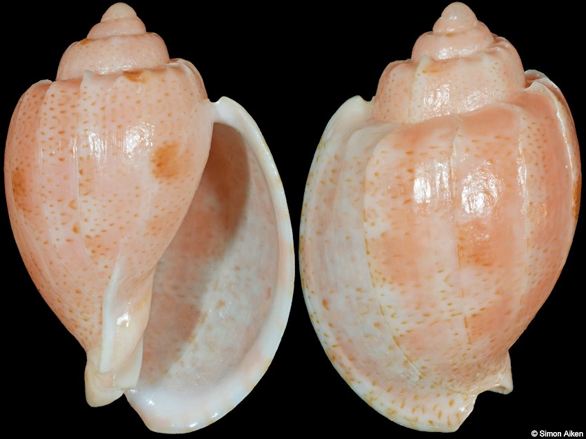 Austroharpa punctata (Verco, 1896)