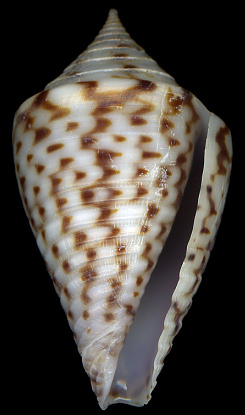 Conus puncticulatus Hwass in Bruguire, 1792