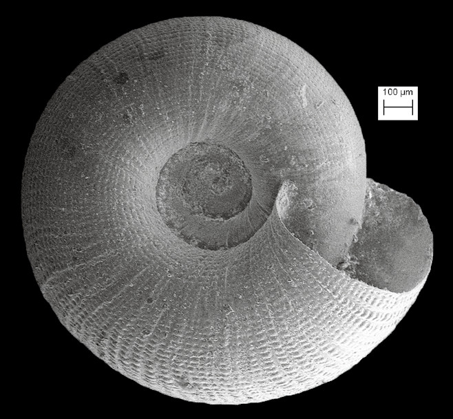 Lucilla punctatella (Morrison, 1942) Punctate Coil