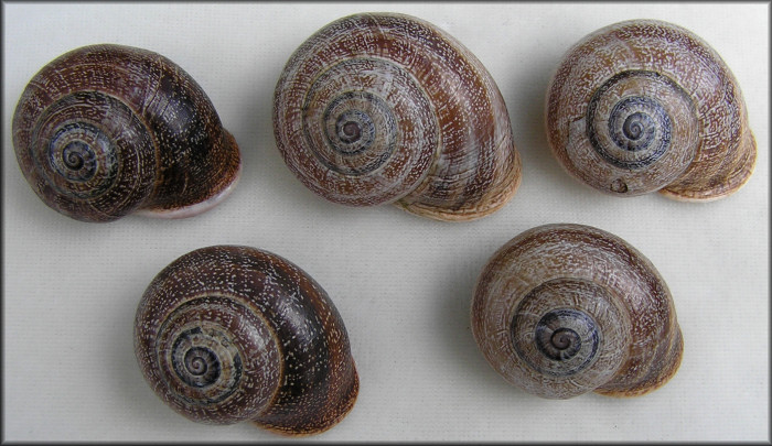 Otala punctata (Mller, 1774)