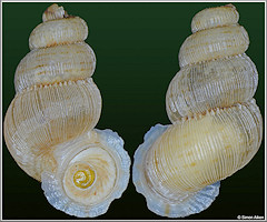 Opisthosiphon pupoides (Morelet, 1849)