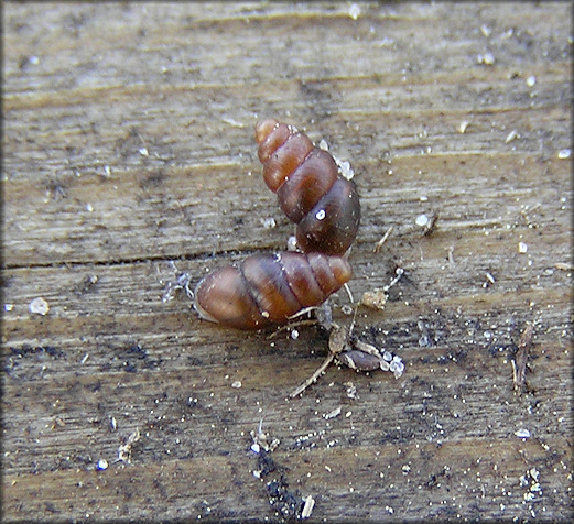 Pupoides albilabris (C. B. Adams, 1841) White-lip Dagger In Situ