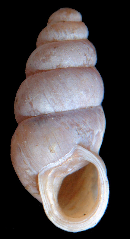 Pupoides albilabris (C. B. Adams, 1841) White-lip Dagger