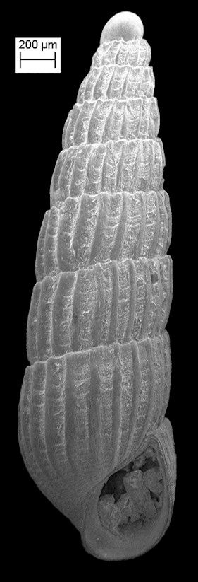 Turbonilla (Pyrgiscus) pupoides (d’Orbigny, 1841) Pupiform Turbonille