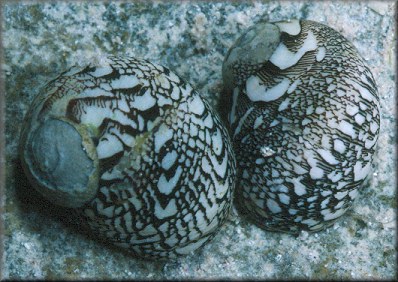 Puperita pupa (Linnaeus, 1767) form tristis (d'Orbigny, 1842)