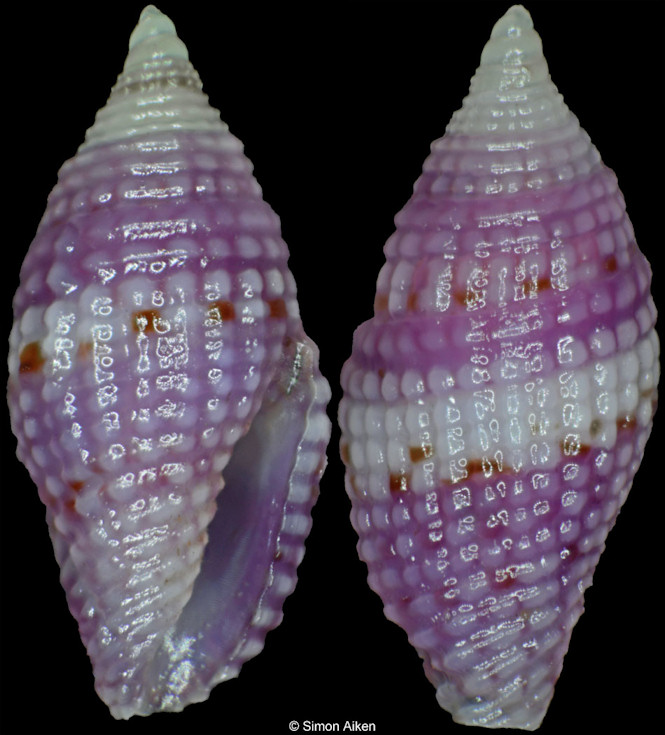 Mitromorpha purpurata Chino and Stahlschmidt, 2009
