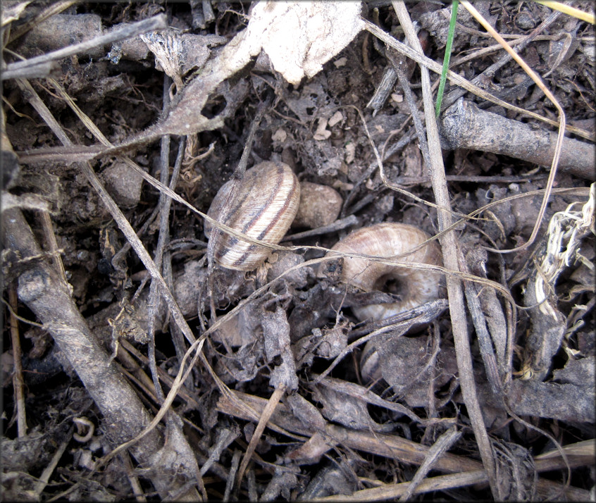 Oreohelix strigosa (Gould, 1846) Rocky Mountainsnail In Situ