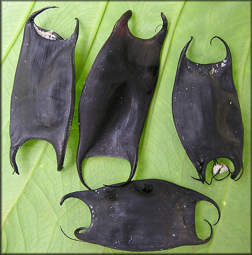 Skate Egg Cases Mermaids Purses 
