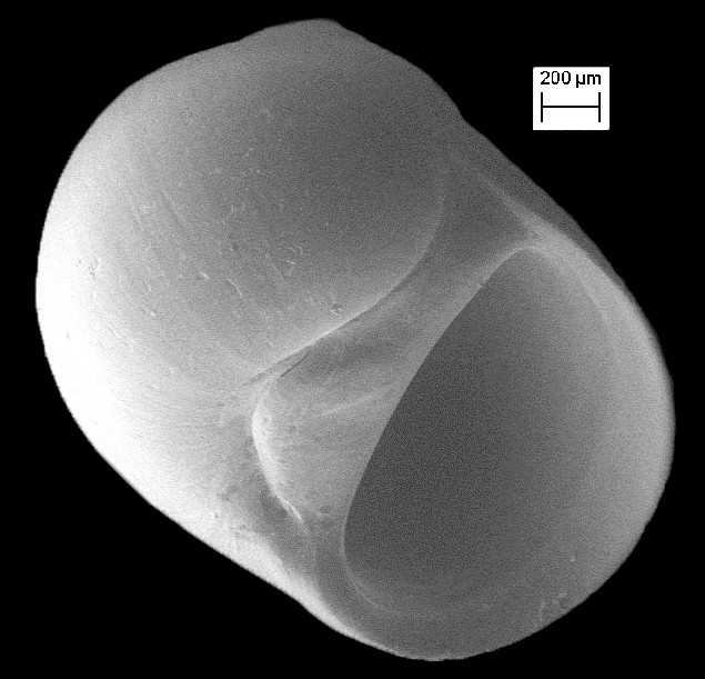 Tectonatica pusilla (Say, 1822) Miniature Moonsnail Scanning Electron Micrograph