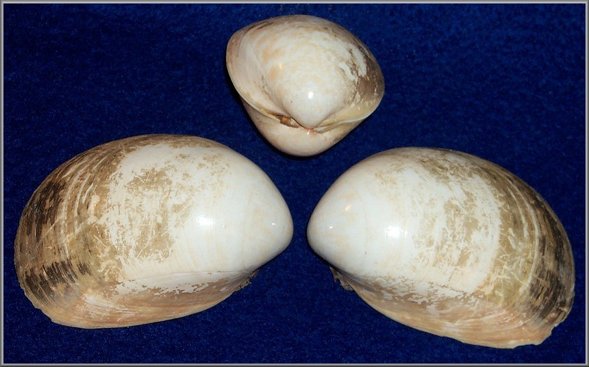Laevicardium pristis ("Valenciennes" [Bory de St. Vincent], 1827) Hairy Eggcockle