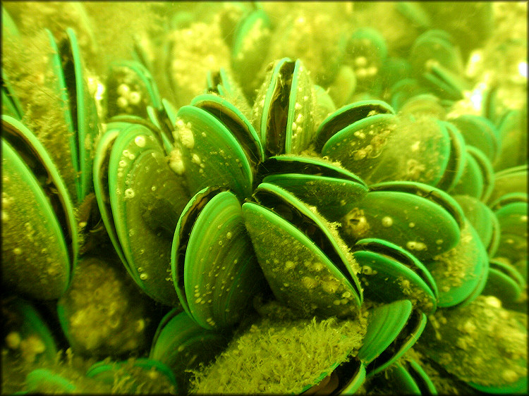 Perna viridis (Linnaeus, 1758) Asian Green Mussel In Situ