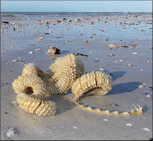 Fulguropsis spirata (Lamarck, 1816)  Egg Capsules