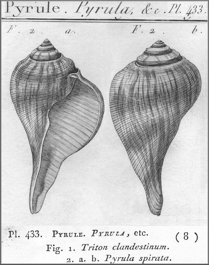 Fulguropsis spirata (Lamarck, 1816) Pear Whelk Original Description