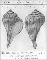 Fulguropsis spirata (Lamarck, 1816) Pear Whelk Original Description