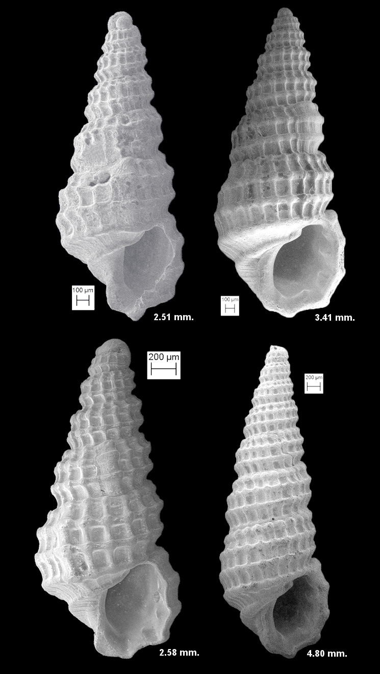 Peristichia pliocena (Bartsch, 1955)