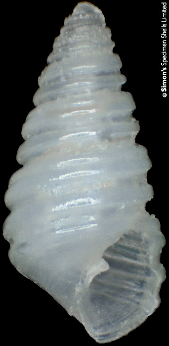 Oscilla bosyuensis (Nomura. 1937)