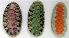 Acanthochitona pygmaea (Pilsbry, 1893) Striate Glass-hair Chiton