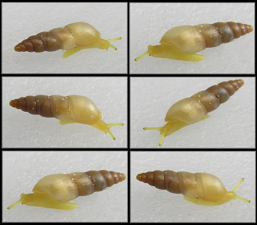 Opeas pyrgula Schmacker and Boettger, 1891 Sharp Awlsnail