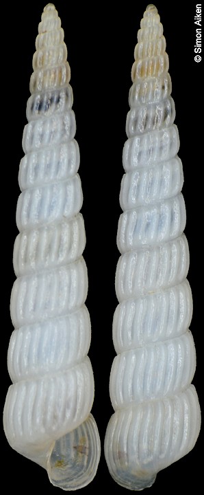 Pyrgiscus mourazimanus (Nomura, 1938)