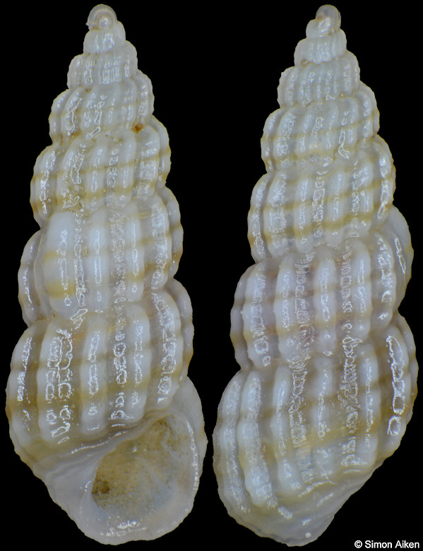 Pyramidellid species