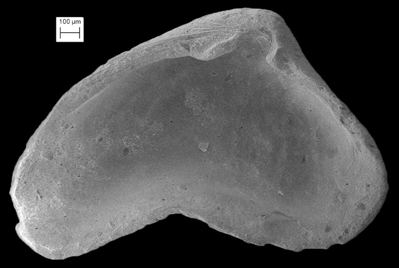 Pythinella cuneata (A. E. Verrill and Bush, 1898)